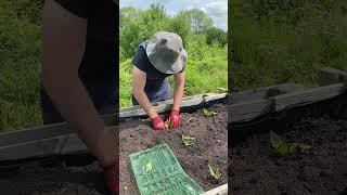 Planting Jerusalem Artichokes in Our Vegetable Garden in the UK [upl. by Ardnaeed74]