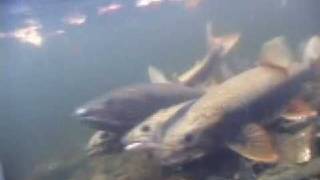 Lake trout spawning in Ontario [upl. by Nomolos]