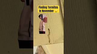 🐜 Termites In November 🤯 shorts pestcontrol pestcontrolbusiness [upl. by Eniagrom944]