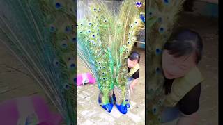 Pretty Peacock bird peacock birds love song bollywood hindisong [upl. by Adrien]