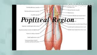 Anatomy  practical lab 11  popliteal region  DRSAMER [upl. by Mather423]