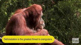 Learn about orangutans [upl. by Accebar]