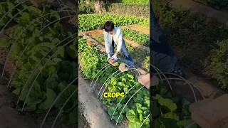 How Japanese Farmers Protect Crops from Birds 😯 [upl. by Colwen535]