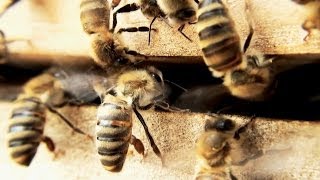 Bienen Honigernte und viel mehr  Imkerverein Besigheim führt durch das Bienenjahr [upl. by Hnoj]