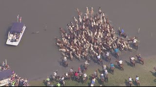 Annual Chincoteague Pony Swim [upl. by Leitao]