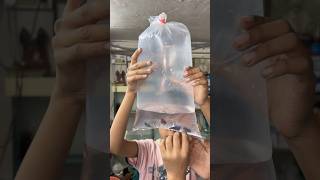 Mene Kafi sari petfish 🐡dekhi fishpetfishfishtankfishing aquarium petsvlogminivlog shorts [upl. by Iran]