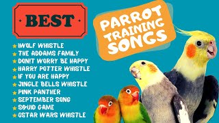 Easy Parrot Training Whistle Practice for Cockatiels Parrot Whistle Training [upl. by Tenner]