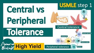 Central tolerance vs Peripheral tolerance  Immune checkpoint  Autoimmunity  USMLE step 1 [upl. by Teteak117]