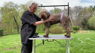 Lagotto show groom 1 [upl. by Clarita]