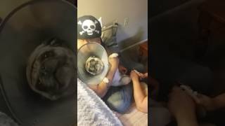 Pug goes crazy getting nails cut [upl. by Gyimah]