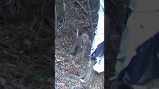 Macaque Moments Wild Monkeys Caught on Camera shorts [upl. by Epolulot184]