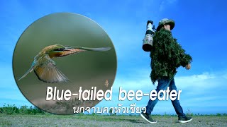 Blue tailed bee eater นกจาบคาหัวเขียว  Birders Journal EP7  Wildlife photography [upl. by Caswell]