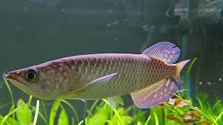 New Jardini Arowana [upl. by Ricca]