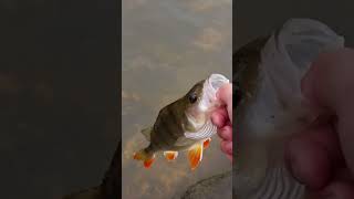 How to catch Redfin Perch [upl. by Lagas]