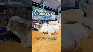 Expoagro 2024 Manaus [upl. by Onairelav]