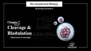 Cleavage and Blastulation  Its Mechanism  Developmental Biology  Chapter 7 part 2 [upl. by Koren639]