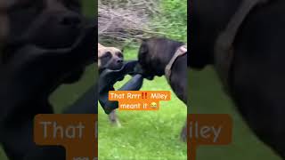 Female Presa Canario Mother and Daughter dog presacanario shortsfeed shorts reels fyp viral [upl. by Einahpetse]