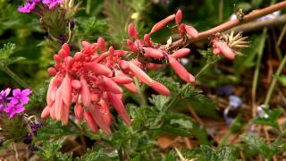 Red yucca is a great lowmaintenance succulent [upl. by Lorenz]