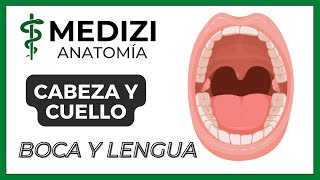 Anatomía de Cabeza y Cuello  Boca y lengua [upl. by Carlos]