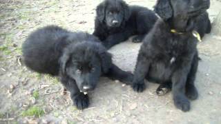 Black Golden Retrievers for Sale Terrell Tx [upl. by Crescen]