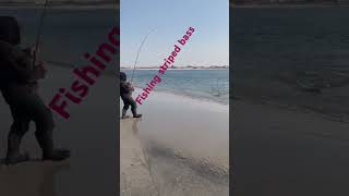 Fishing striped bass [upl. by Eitak509]