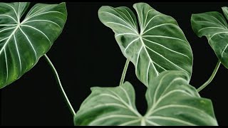 ［ 錦緞蔓綠絨 圓柄 Philodendron gloriosum O shape petiole form ］ PIBI GARDEN植物圖鑑009 [upl. by Nezah]