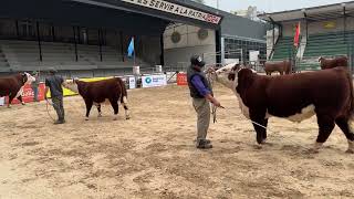 Exposición del Centenario de Hereford Argentina [upl. by Silera]