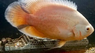 Albino Oscar Cichlid [upl. by Danialah]