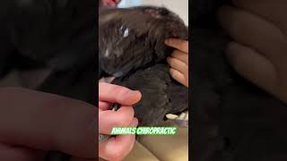 Animals Chiropractic 💚💚💚asmr dogshorts chicken help foryou animals türkiye chiropractic [upl. by Margie]