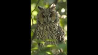 Asio otus Longeared owl 8 Fresh flying owlets after leaving the nest [upl. by Tennek]