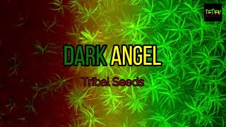 Dark Angel  Tribal Seeds Karaoke Version HD [upl. by Vins]