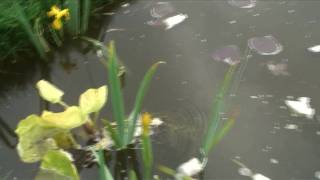 Tadpoles and Smooth newts [upl. by Glover]