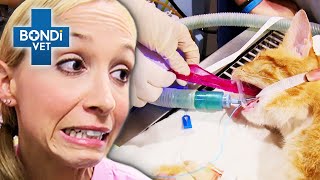 Most Bizarre Animal Appetites 😱  Bondi Vet Compilations  Bondi Vet [upl. by Green]