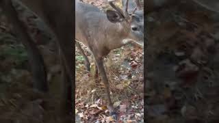 Big Ohio buck walks to me bowhunting whitetaildeer whitetailsbowhuntbigbucks monsterwhitetail [upl. by Kutchins]