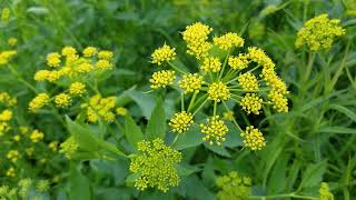 Golden Alexanders A Sunny Plant for a Chilly Day [upl. by Ecirtnas]