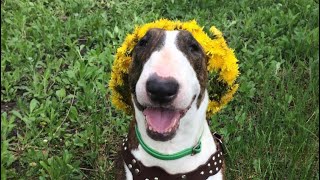 ГОВОРЯЩАЯ СОБАКАБАРАБАКА бультерьер Bull terrier dog [upl. by Nuyh]