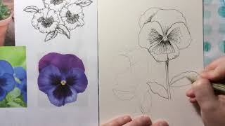 Pansies ink amp watercolor [upl. by Earehc]