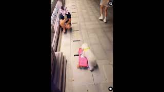 Talented doggies viralshort dogbreed youtubeshorts fyptiktok dogofyoutube youtube [upl. by Alyat]