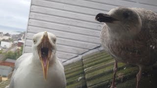 Waiting For Food  Hungry Gulls  Seagull TV EP 17 [upl. by Greenwell269]