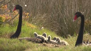 Gippsland Lakes Ramsar Site [upl. by Robillard]