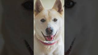 In South Korea the Jindo is considered a national treasure jindodog southkorea [upl. by Dorian]