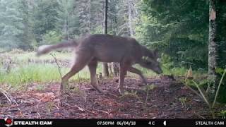 Algonquin Park Trail Cam Footage 2018 [upl. by Mairhpe]