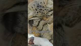 reactionvideo catlover  the Pallas cat 🐈💋 [upl. by Archaimbaud]