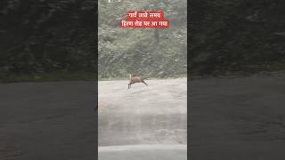 Barking Deer spotted on highway uttarakhand wildlife jimcorbett deer ytshorts shorts [upl. by Ecinerev]