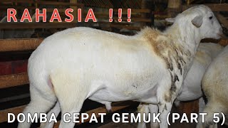 CARA AGAR DOMBA CEPAT BESAR DAN GEMUK PART 5 [upl. by Nivat]