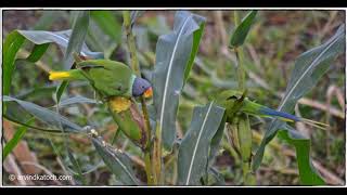 Slatyheaded Parakeet Himalayan Parrot HD Pics [upl. by Fabrianna310]