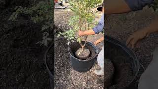 How to transplant a Jaboticaba Tree Fertilizer Soil [upl. by Noland]