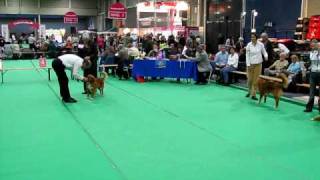 Nova Scotia Duck Tolling Retrievers at Dogshow [upl. by Ecnarepmet276]