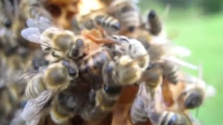 Neue Königin schlüpft und die Alte tutet bienen imker queen [upl. by Nnaylime]