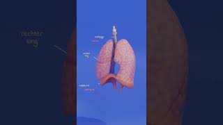 Medische biologie voor het MBO  anatomie en fysiologie van de ademhaling [upl. by Liahkim]